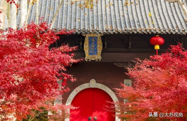 南京12月美到犯规！多个落羽杉打卡地+隐藏逛吃攻略，错过等一年