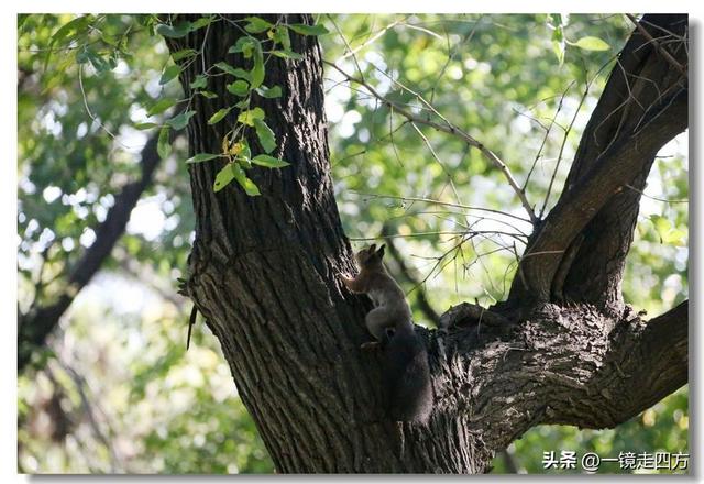 沈阳东陵郊野公园“精灵”出没