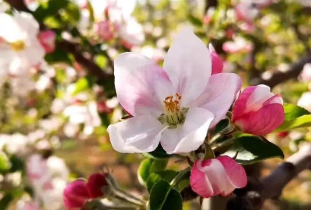 以花为序，礼县邀您共赴一场春日之约~