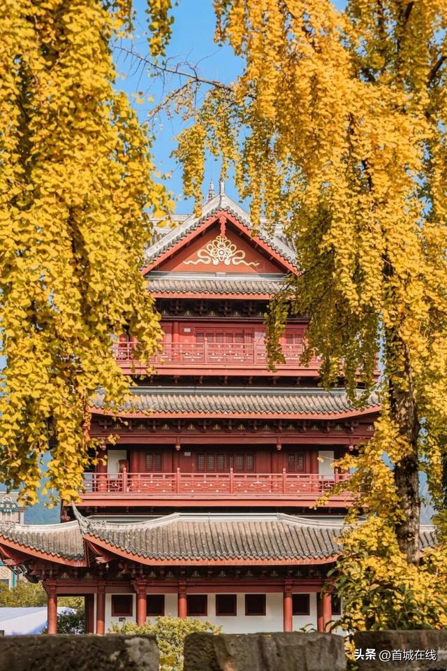 错过等明年！宜宾今年宝藏银杏打卡地合集在这里