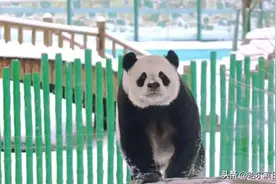 春节假期不打烊，亚布力熊猫馆邀请游客来嗨玩图片
