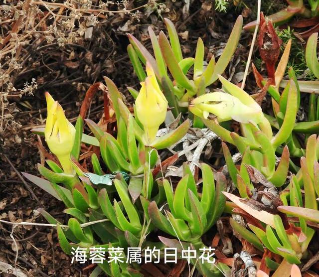 游览葡萄牙的罗卡角