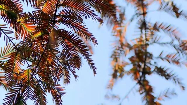 秀岭春天：红韵漫山隅杉林醉客入画来