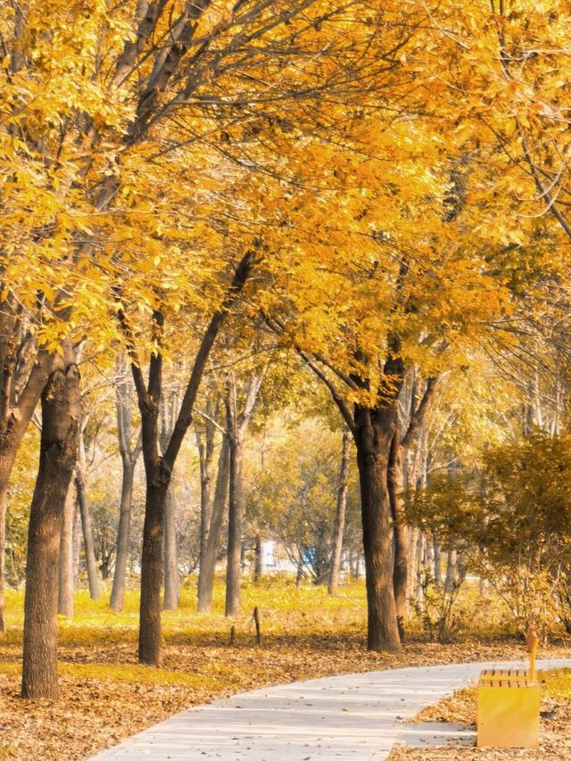 赏秋登高正当时！丰台这些好去处——