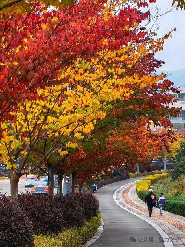 满树深红出浅黄，秋叶更胜二月花！去安宁邂逅秋天柔软的轮廓