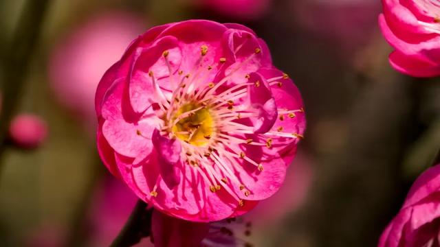 限时“梅”景!郫都这座千年古寺,藏着冬日最治愈的禅意与浪漫