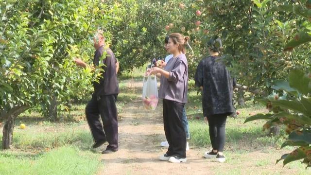朔州：苹果、西梅熟了