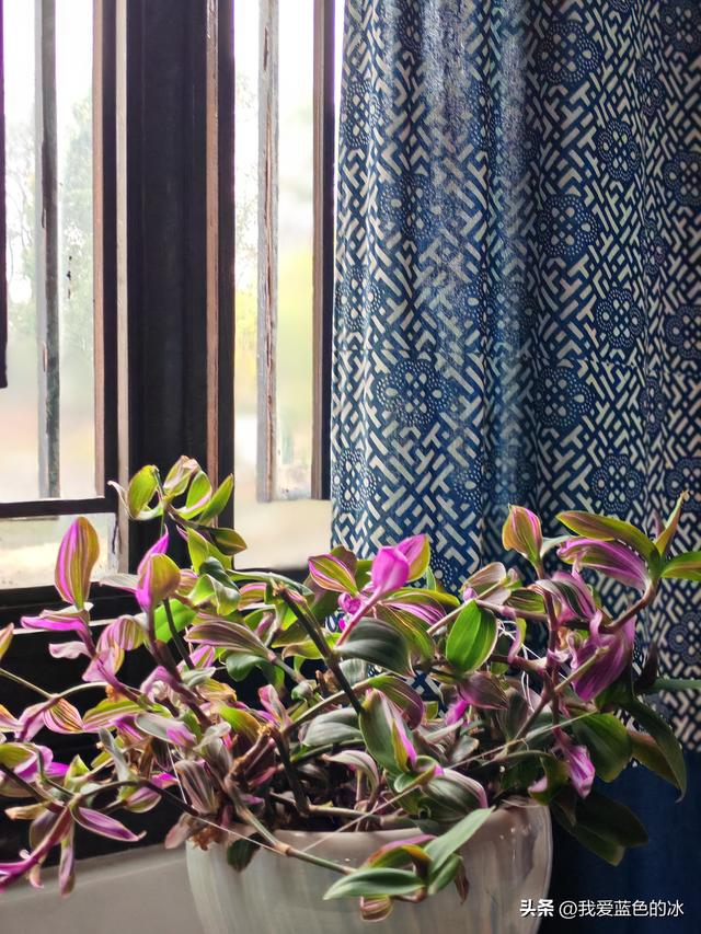 蓝印花布！在南通处处可见，它是这座城市的历史文化印记