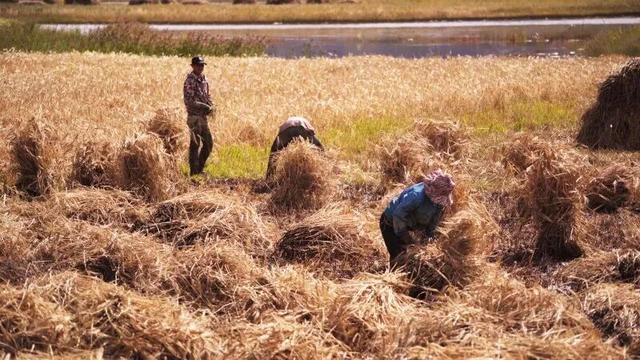 秋日西藏限定美景上线！摄影师私藏机位，拍出无敌风光大片