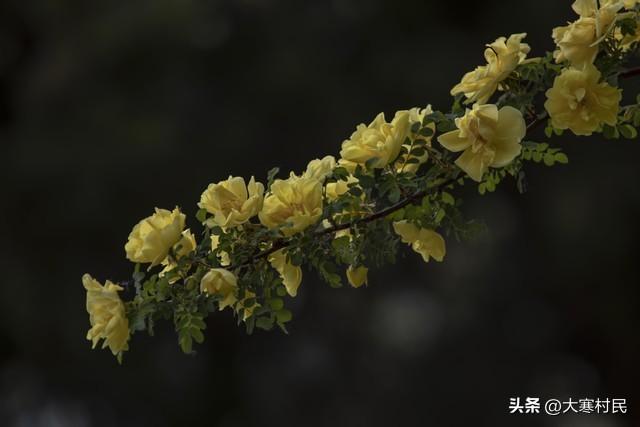 趁着火焰的放肆与热情