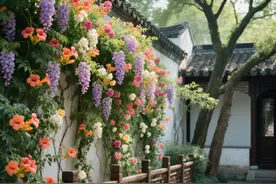 有院子别瞎种！吐血推荐5种"流氓花"，1年爬满6米墙不花冤枉钱图片