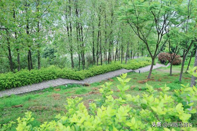 重庆自己的海岸线徒步，礼嘉-悦来，老少皆宜，公交直达（攻略）