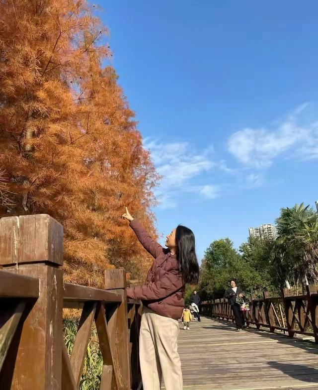 冬日里的红杉林