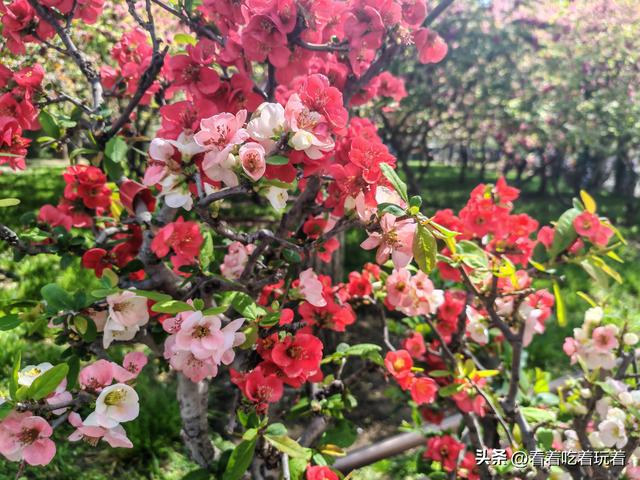 北京公园赏花记