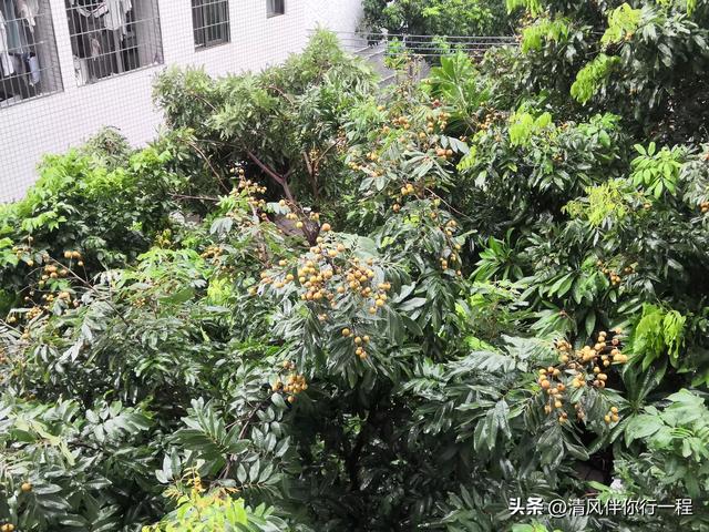 为什么我说广州南沙的夏天比我湖北老家凉快呢，今天来解释一下
