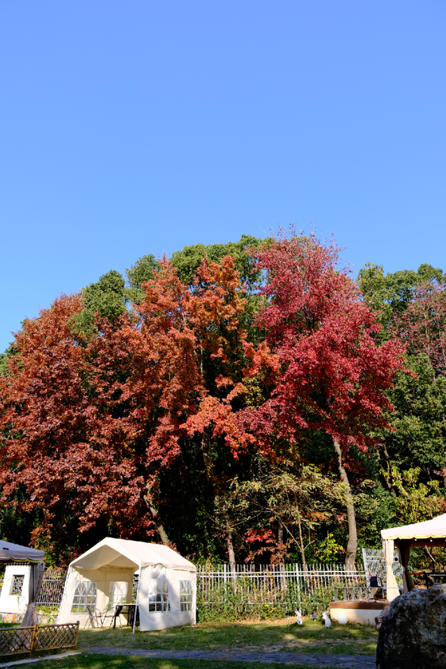 超出片！江阴这些地方“红了”！