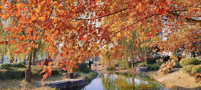 五彩斑斓！龙潭公园的初冬彩林，总有一抹色彩温暖你！