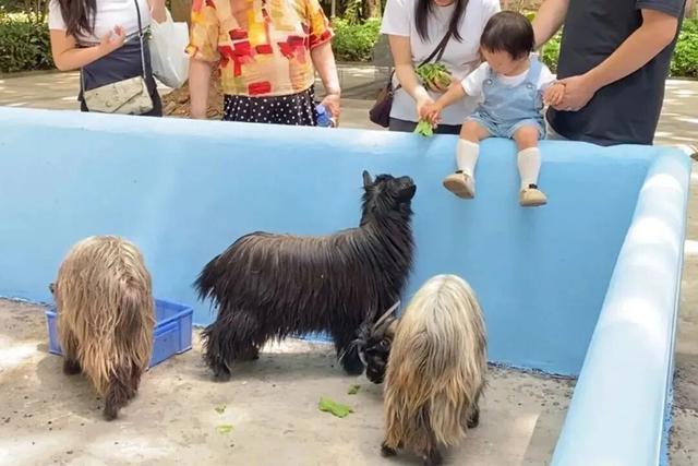 周末2大2小叹“森林秘境”度假地，吃住玩全了，汤泉萌宠…平靓正