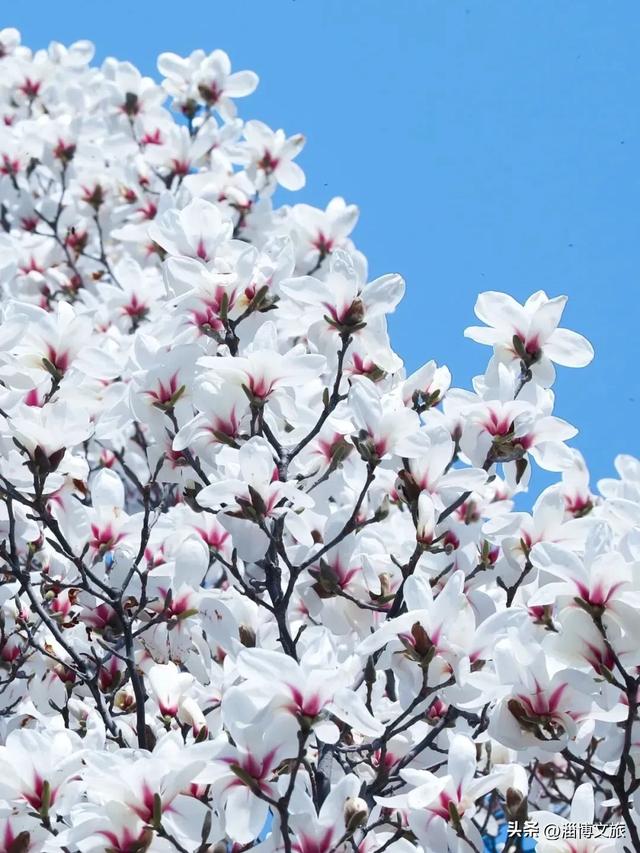 淄博春游首选！免票+赏花，这些打卡地承包你的春日浪漫→