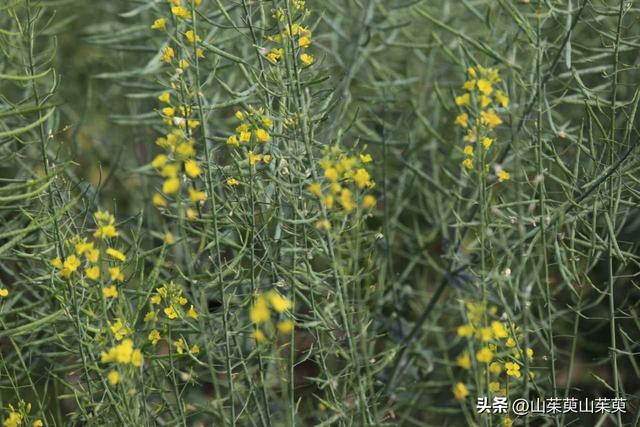 2023年春重庆探亲游（上篇）