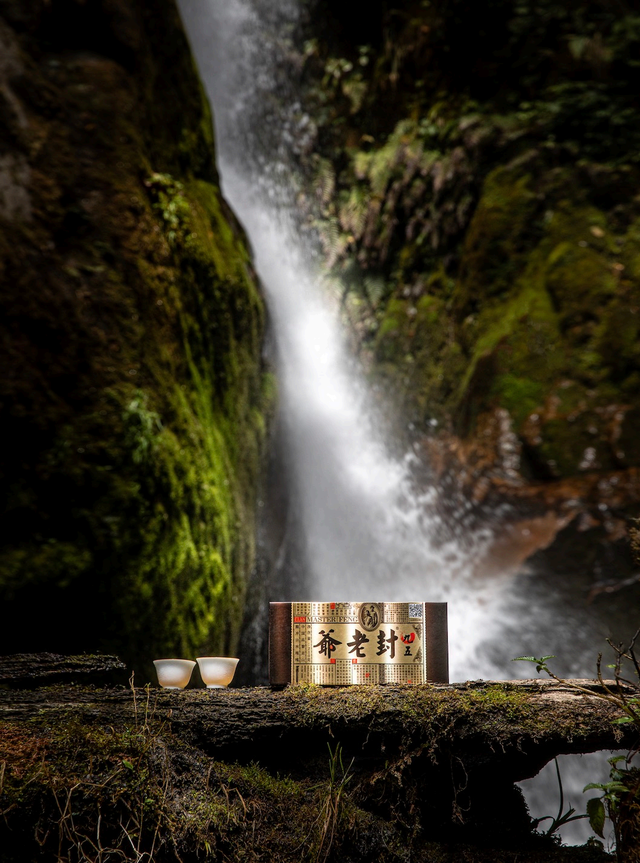 封老爷茶：百年滇茶迎京客 茶旅融合启新程