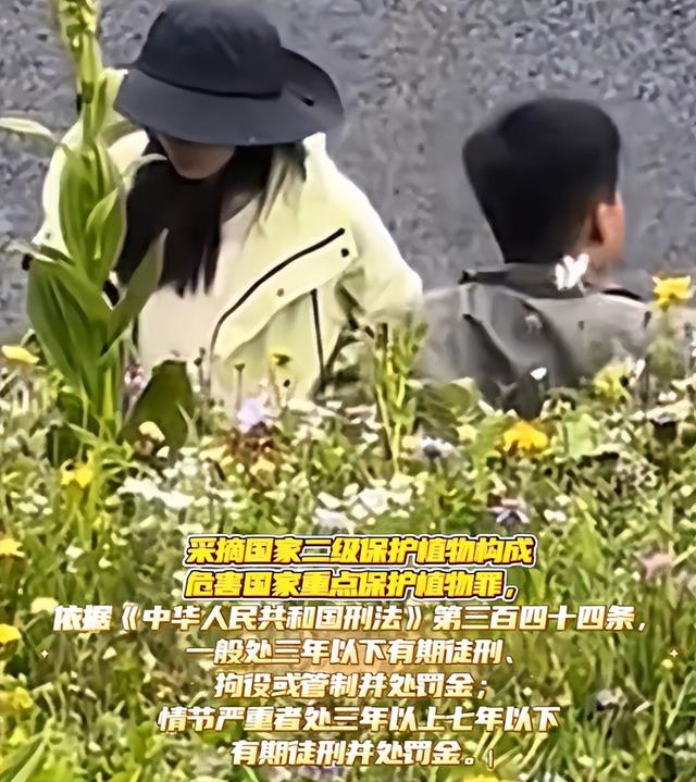 1株就犯法！四川女游客采一把“手参”，被阻拦后说很多人都在摘
