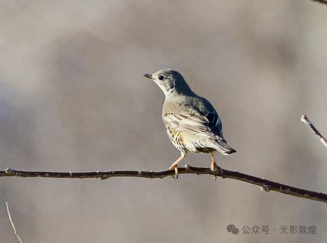 【冬天的野麻湾】阳关雪及野麻湾的飞鸟