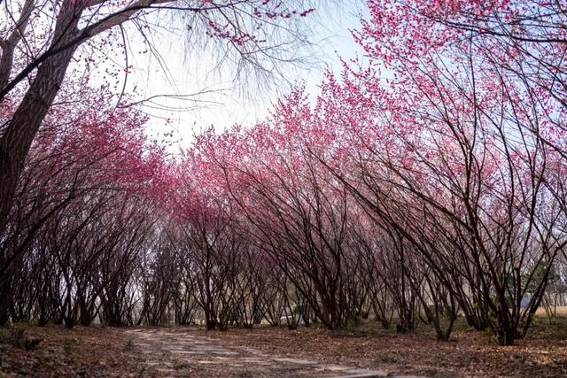 赴太白湖新区，邂逅济宁第一抹春色