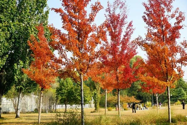 实拍！海淀“莫奈花园”已开启五彩斑斓“童话模式”