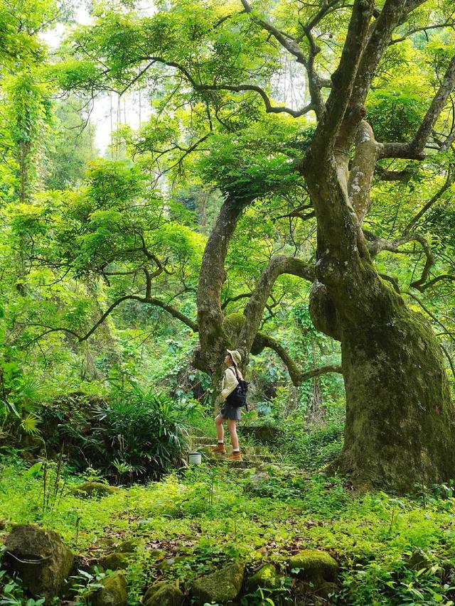 广州藏了片“塞尔达魔幻森林”千年古榄树+青苔秘境，市区1h直达