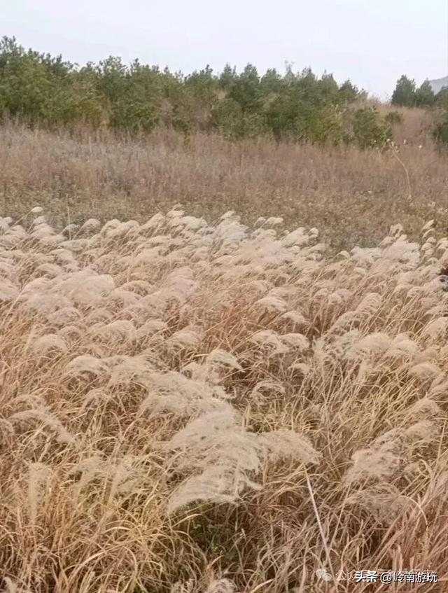 全部免费,推荐西安周边最适合拍照的芦苇荡,快去打卡吧!
