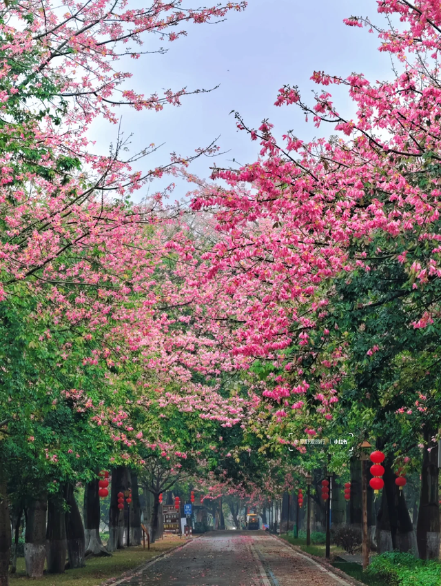 粉色异木棉盛放中！佛山五区这些观赏点，再不去就晚了