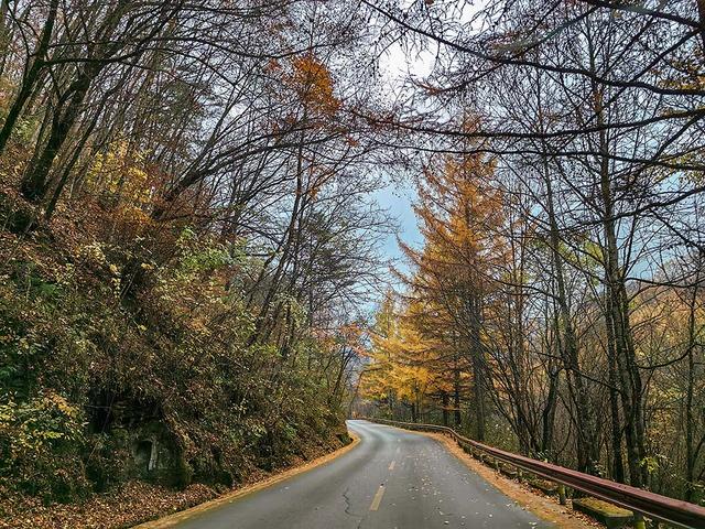 2024深秋四川行19 神农架风景区2 华中屋脊的五彩秘境