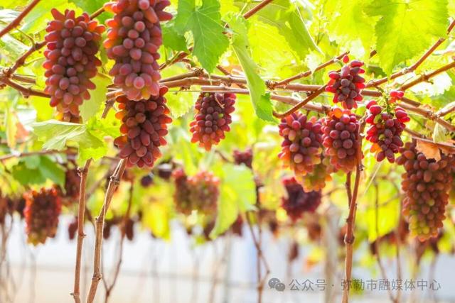 为何一到弥勒就快乐？答案揭晓…