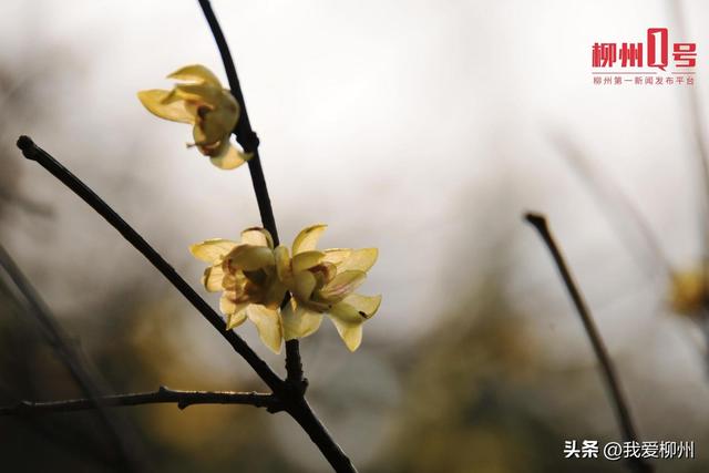 暗香浮动！柳州这的蜡梅开啦，盛花期就在→