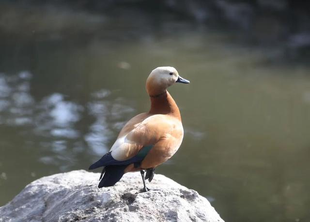 半价！半价！所有人半价！