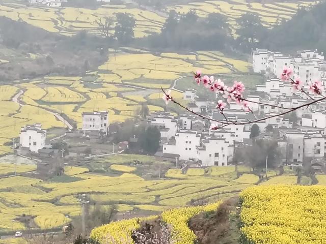 婺源油菜花花期播报/助力花海盛放，光影绝佳，适合摄影打卡
