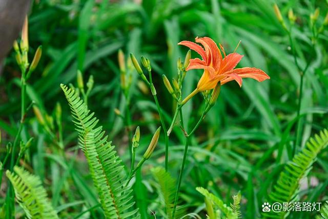 今日情感文章：如果有人心疼你的坚强	，那一定是把你爱到了骨子里