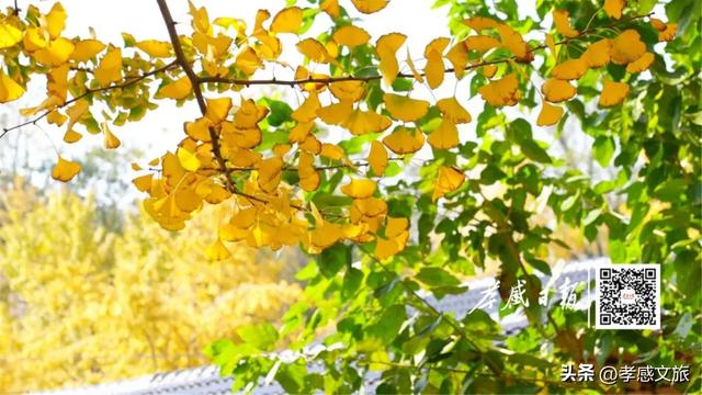 银杏黄了！孝感最美打卡地藏在这里，快来拍同款！