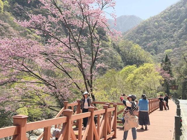 徒步阴平古道，艳遇紫荆繁花｜千年古道万亩紫荆待君来