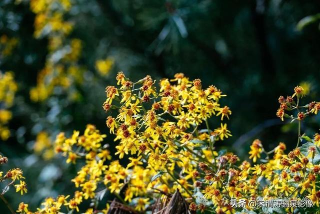 陕西渭南：远山如黛 鸟语花香 气正风顺 厚镇和石鼓山等一日游