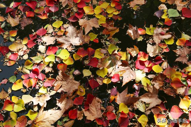 秋色绚烂，上海闵行红园乌桕色彩斑斓梦幻如画