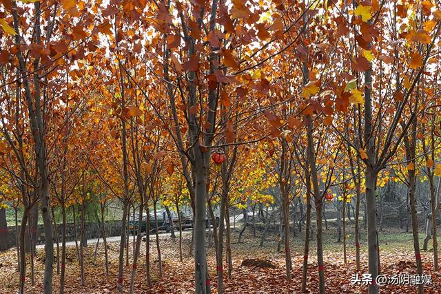 【图说岳乡】汤阴汤河国家湿地公园：初冬染彩 秋韵未歇