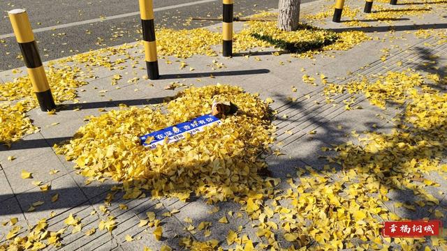 是心动啊~落叶缓扫 留住钢城限定版诗意