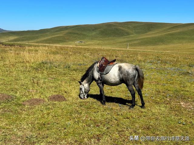 甘南郭莽湿地的野生自然风光