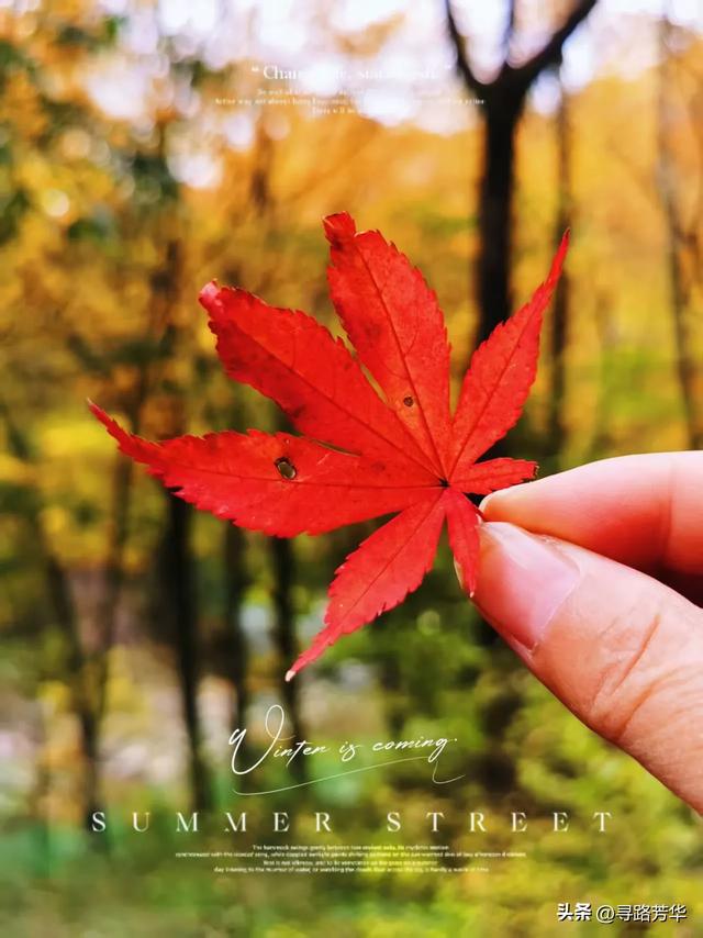 随米仓山的红叶飞舞山林之间