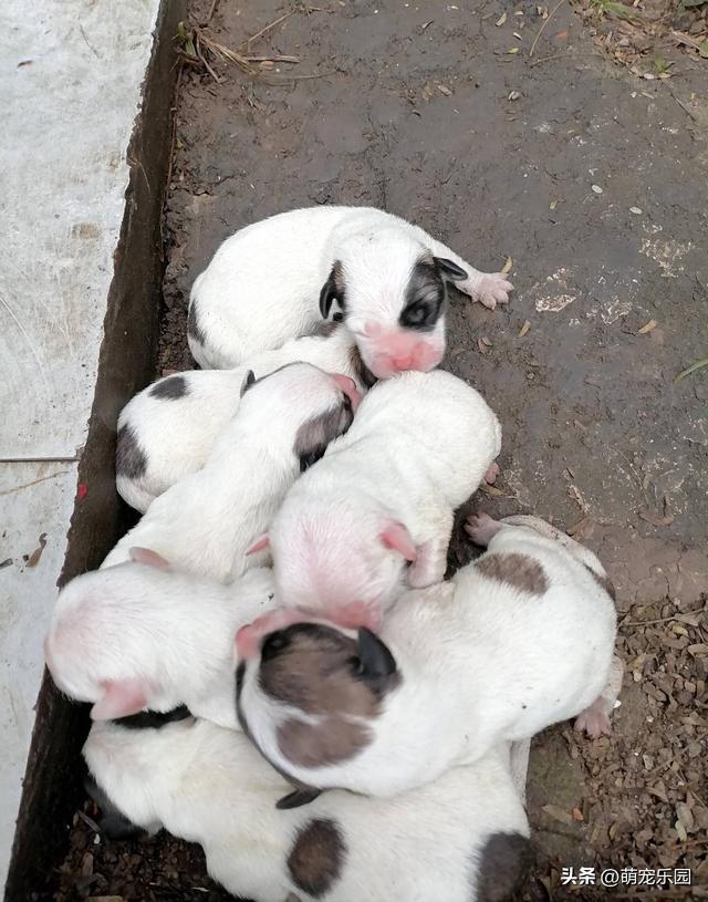 深夜垃圾桶旁发现7只弃犬	，两小时喂一次奶，30天后我被治愈了