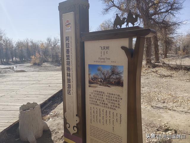 额济纳旗胡杨林