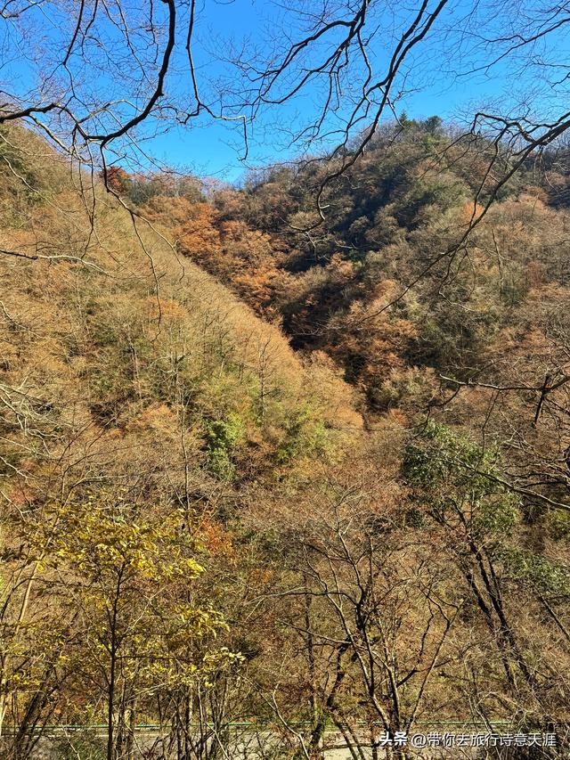 光雾山秋色斑斓，迎来23届光雾山国际红叶节