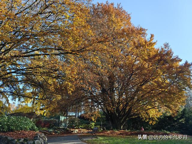 温哥华游记（六）